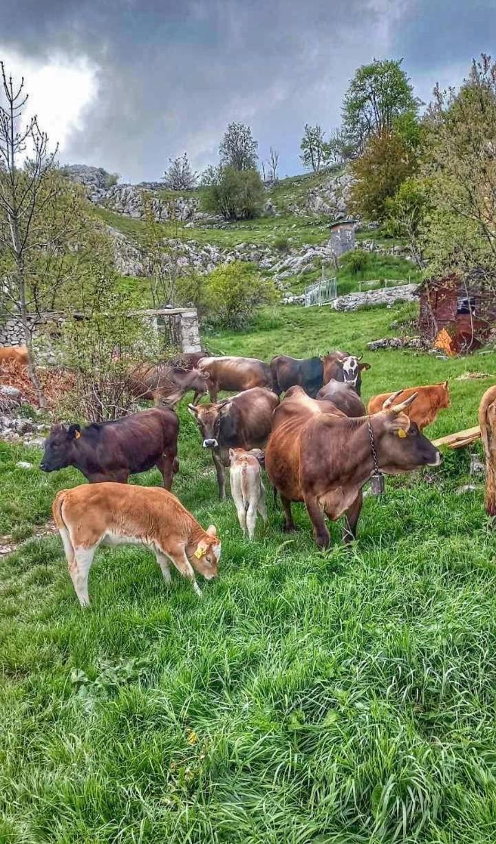 Konak Umoljani Екстериор снимка